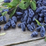 Orlovi nokti u sibiru: kako saditi u proljeće i jesen, najbolje sorte